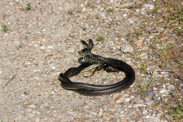 Lotta tra Coluber viridiflavus - Hierophis viridiflavus